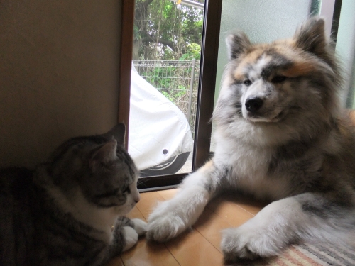 雨が止むまで待とうね♪の画像（1枚目）