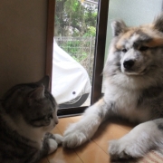 雨が止むまで待とうね♪