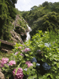 佐賀の見返りの滝と紫陽花