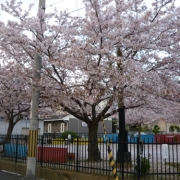 私が好きな花