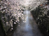「目黒川の桜吹雪」の画像（1枚目）