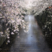 目黒川の桜吹雪