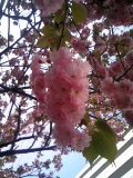 「桜」の画像（1枚目）