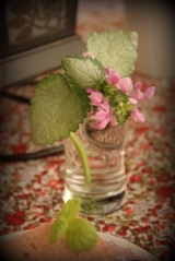 口コミ記事「新しいテーブルクロス＆いちご農家さんが作った可愛いバウムクーヘン「苺ばうむ」」の画像