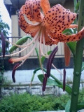 「雨もしたたるユリの花」の画像（1枚目）