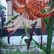 雨もしたたるユリの花