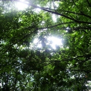 「緑のトンネル」【クリンスイ】～水のある風景～　写真テーマ「雨」の投稿画像