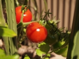 「お庭でトマト」の画像（1枚目）