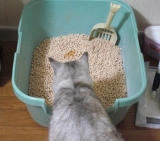 口コミ記事「【ひのきの猫砂】でひのきの香り♪」の画像