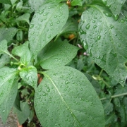 雨で元気☆