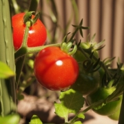 お庭でトマト
