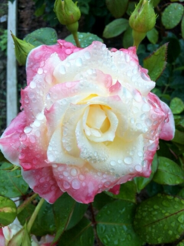 雨上がりのバラもキレイ～♪の画像（1枚目）