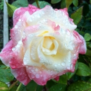 雨上がりのバラもキレイ～♪