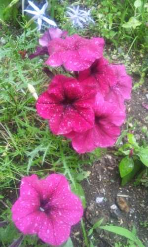 花びらにのった雨粒の画像（1枚目）