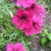 花びらにのった雨粒