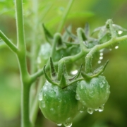 雨上がりってキレイですよね。