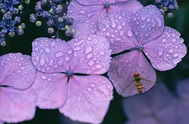 雨が似合う紫陽花の画像（1枚目）