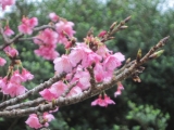 今年一番早い桜