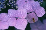雨が似合う紫陽花