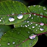 「葉っぱも雨の恵みを受け，嬉しそうに見えます。」C1000と楽しもう！雨粒写真で雨を楽しんじゃおう！の投稿画像