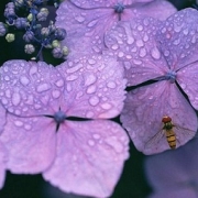 「雨が似合う紫陽花」C1000と楽しもう！雨粒写真で雨を楽しんじゃおう！の投稿画像