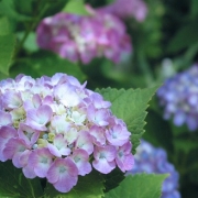 「癒し☆好き☆紫陽花」お花の写真を投稿して日本製BBクリームを現品でモニターしよう！の投稿画像