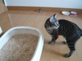口コミ：【当選】猫ちゃん用トイレ砂　【ひのきの猫砂　7L】　モニター30名様募集の画像（1枚目）