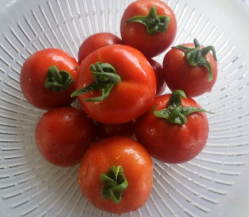 昨日収穫したトマトの画像（1枚目）