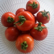 昨日収穫したトマト