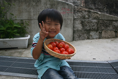 トマト、大豊作！！の画像（1枚目）
