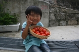 「トマト、大豊作！！」の画像（1枚目）
