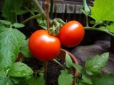 「★トマトを収穫中です★」の画像（1枚目）