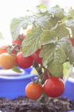 子供と育てるミニトマト