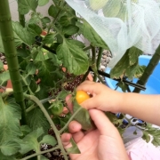 「初めての収穫！」【園芸女子】必見！～緑のある暮らし～写真募集！テーマは「家庭園芸」の投稿画像