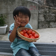 「トマト、大豊作！！」【園芸女子】必見！～緑のある暮らし～写真募集！テーマは「家庭園芸」の投稿画像