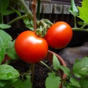 「★トマトを収穫中です★」【園芸女子】必見！～緑のある暮らし～写真募集！テーマは「家庭園芸」の投稿画像