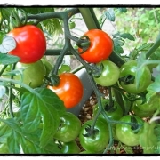 「トマト」【園芸女子】必見！～緑のある暮らし～写真募集！テーマは「家庭園芸」の投稿画像