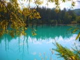 「美瑛　青い池」の画像（1枚目）