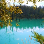美瑛　青い池