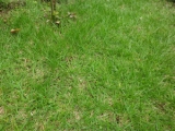 口コミ：芝生にイデコンポガーデンEVの画像（2枚目）