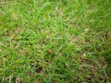 口コミ：芝生にイデコンポガーデンEVの画像（1枚目）