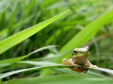 「おっとっと」の画像（1枚目）