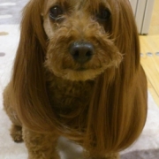 「カツラ犬」世界でひとつのiPhoneケース☆ペット写真コンテスト☆エコカラーの投稿画像