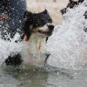 「水の翼」あなたの傑作写真をステッカーにしてプレゼント。の投稿画像