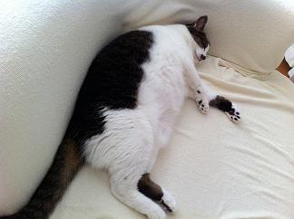 猫の手も足も枕に借りるの画像（1枚目）