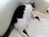 「猫の手も足も枕に借りる」の画像（1枚目）