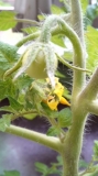 「初めてのトマト栽培」の画像（1枚目）