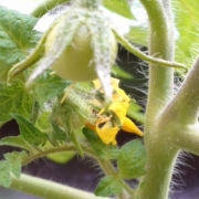 初めてのトマト栽培