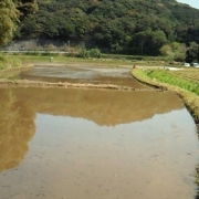 「田んぼ」【クリンスイ】～水のある風景～　写真テーマ「おいしい水」の投稿画像