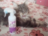 口コミ記事「【猫ちゃんのおしっこ臭に特化した消臭剤】モニター結果」の画像